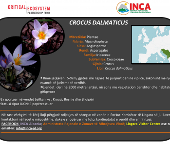 Të njohim speciet - - Crocus dalmaticus